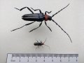 Zwei Käfer im Größenvergleich