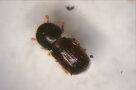 Ein ca. 2 mm kleiner braunschwarzer ovaler Käfer