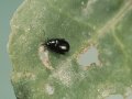 kleiner schwarzer Käfer auf einem zerfressenen Blatt