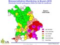 Fangzahlen vom westlichen Maiswurzelbohrer 2019 auf Landkreisebene