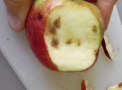 Schadbild einer Baumwanze an einem Apfel: nekrotische Stellen im Fruchtgewebe