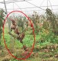 befallene gestauchte Brombeerpflanze mit rotem Laub 