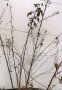 befallene Brombeerpflanze mit dünnen neuen Ruten