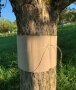 Ring aus Wellpappe zum Apfangen der Apfelwickler-Larven am Stamm eines Apfelbaums