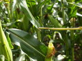 Bruch des Maisstängels, verursacht durch Larvenfraß des Maiszünslers.