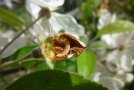 Apfelblütenstecherlarve: geöffnete Blüte, die durch eine weiße Larve ausgefressen ist.