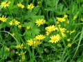 Blüten des Wasser-Kreuzkrauts in einem Grünland-Bestand 