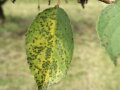 Sauerkirschenblatt mit gelblichen Blattaufhellungen und ca. 2 mm kleine braune Flecken