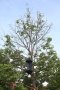 Ahornbaum mit geschädigter Krone