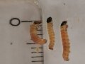 Drei 6-9 mm große weiße Raupen mit schwarzem Kopf und kleinen braunen Pünktchen 