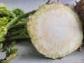 Aufgeschnittene Sellerie-Knolle mit Stolbur-Symptomen