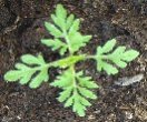 Junge Ambrosia-Pflanze