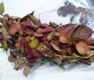 Büschel von roten Blätter an einem mit Phytoplasmen infizierten Brombeerzweig