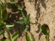 Fadenkeimigkeit an der Kartoffel