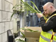 Phytosanitäre Importabfertigung von Orchideenpflanzen an der Einlassstelle am Flughafen München