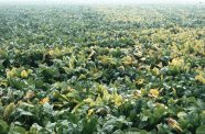 Durch Virusbefall vergilbte Zuckerrübenpflanzen in einem Bestand