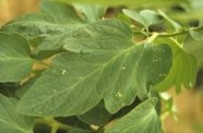 Schadbild durch Thripsbefall auf Blättern und Früchten