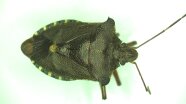 Wanze auf grünem Blatt