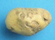 Knollenringnerose y NTN an Kartoffelknolle