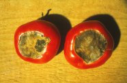 Zwei Tomaten mit Blütenendfäule