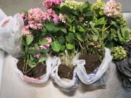beanstandete Hortensienpflanzen mit Erde, Herkunft Kosovo, die im Reiseverkehr am Flughafen im Gepäck Privatreisender ohne Vorlage zulässiger Einfuhrdokumente eingeführt wurden (Quelle: LfL)