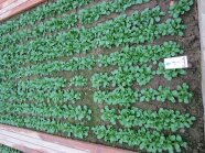 Feldsalat in Reihen gepflanzt für Versuch 
