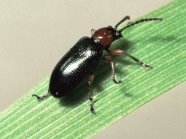 schwarzer Käfer mit rotbraunem Kopf auf einem Blatt