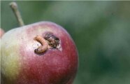 roter Apfel mit Einfraßstelle und Larve