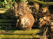 Mit Kartoffelkrebs befallene Kartoffelknolle