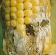 Larva of the European corn borer