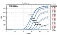 Amplifikationskurven der Realtime RT-PCR bei Testung auf CBCVd