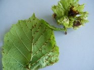 <i>Xanthomonas arboricola pv. corylina</i> in Blättern und Hüllblättern der Haselnuss