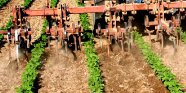 Mechanische Unkrautkontrolle mit Gänsefuß-Hackgerät im Weitreihenanbau in Sojabohnen