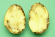 Braunfäule an Kartoffelknolle