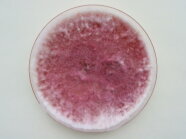 Fusarium graminearum in einer Petrischale.