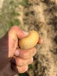 Ein Hand hält eine Kartoffelknolle.