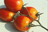 Zweig mit Tomaten, von Gelbkragen befallen