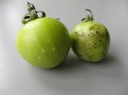 Zwei grüne Tomaten, die kleinere mit Flecken