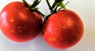 Tomate mit aufgehellten Stellen