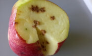 Aufgeschnittener Apfel mit braunen Stellen