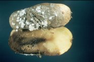 <i>Fusarium spp.</i> an Kartoffelknolle