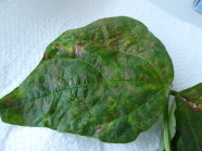 Blattflecken auf einem mit Alfalfamosaikvirus infiziertem Blatt einer GartenbohneP1010705