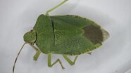 Wanze auf grünem Blatt