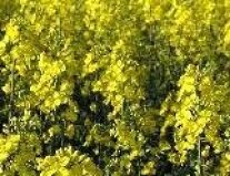 Teaser Rapsfeld 66c Klein_