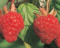 zwei Himbeeren an einem Strauch hängend