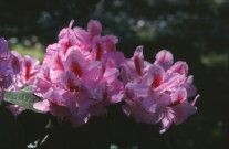 Rosa Blüten am Rhododendron