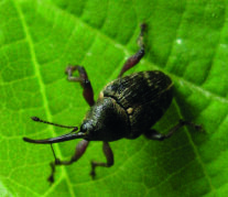 Rüsselkäfer auf Haselnussblatt