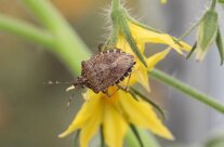 Marmorierte Bw An Tomate Gleixner Birgit _lfl