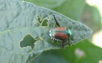 Käfer auf Blatt.