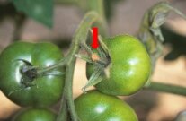 Tomatenrostmilbenbefall am Fruchtstiel